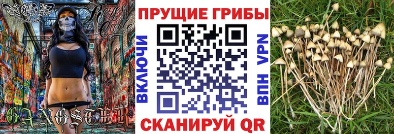 Галлюциногенные грибы Psilocybe  Кисловодск 